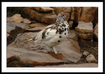 Birds - 0012.JPG