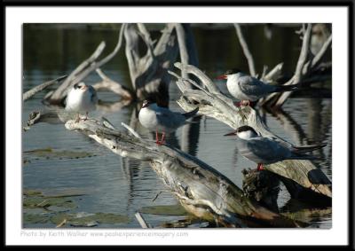Birds - 0013.JPG