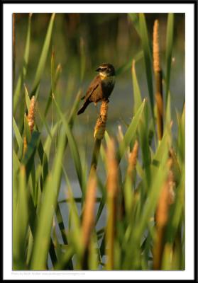 Birds - 0014.JPG