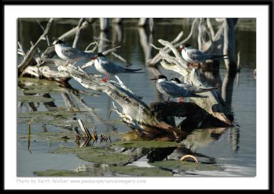 Birds - 0015.JPG