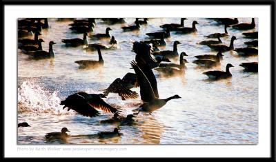 Birds - 0016.jpg