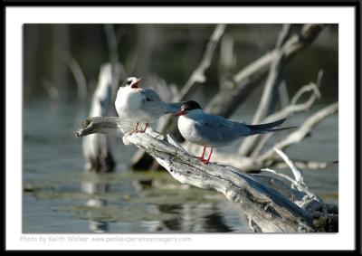 Birds - 0017.JPG