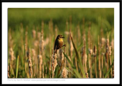 Birds - 0018.JPG