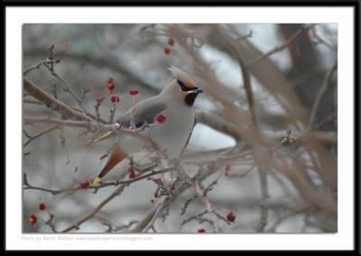 Birds - 0019.JPG
