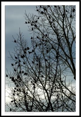 Birds - 0021.JPG