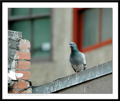 Birds - 0022.JPG