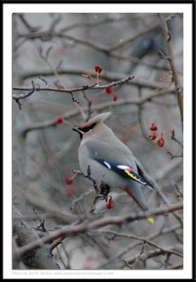 Birds - 0023.JPG