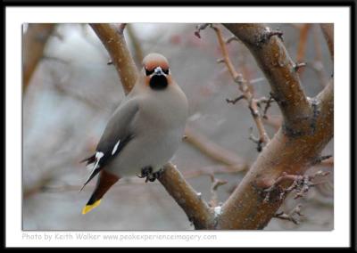 Birds - 0025.JPG