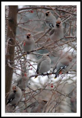 Birds - 0026.JPG