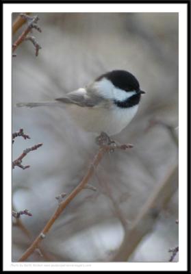 Birds - 0027.JPG