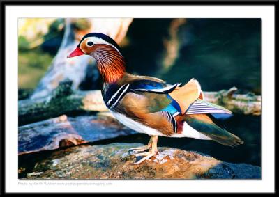 Birds - 0028.jpg