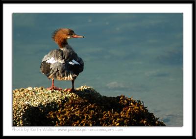 Birds - 0029.JPG