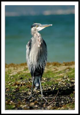 Birds - 0030.JPG
