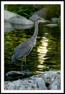 Birds - 0031.JPG