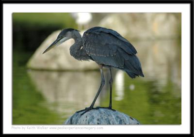 Birds - 0032.JPG