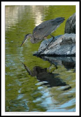 Birds - 0033.JPG