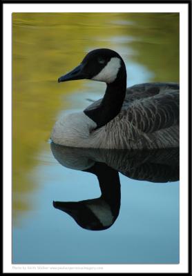 Birds - 0034.JPG