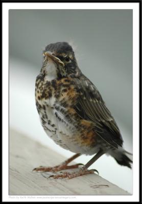 Birds - 0035.jpg