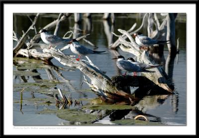 Birds - 0036.jpg