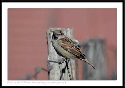 Birds - 0037.JPG