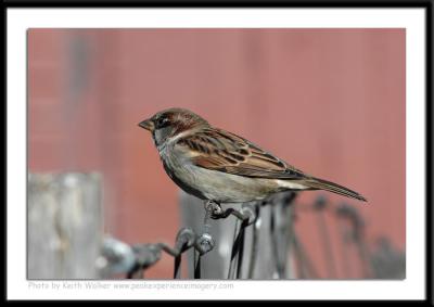 Birds - 0038.JPG