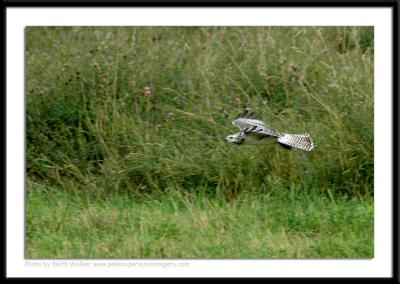Birds - 0041.JPG