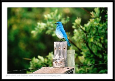 Birds - 0042.jpg