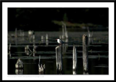 Birds - 0046.jpg