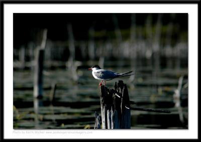 Birds - 0047.jpg