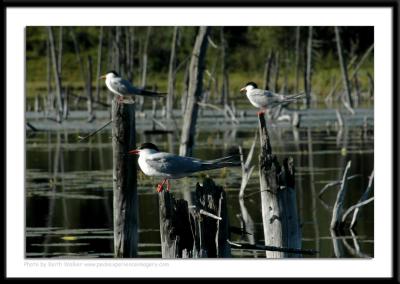 Birds - 0048.JPG