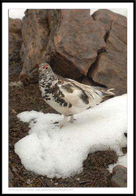 Birds - 0049.JPG
