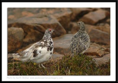 Birds - 0050.JPG
