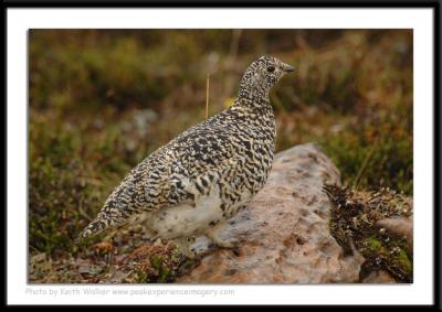 Birds - 0051.JPG