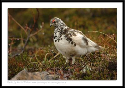 Birds - 0052.JPG