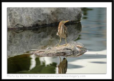 Birds - 0053.JPG