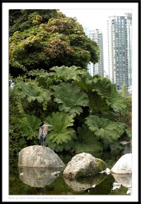 Birds - 0054.JPG