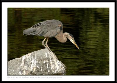 Birds - 0055.JPG