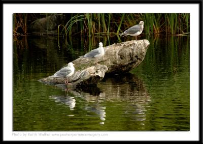 Birds - 0056.JPG