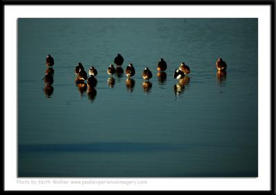 Birds - 0060.JPG
