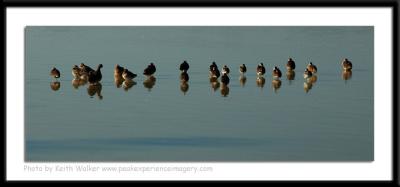 Birds - 0061.JPG
