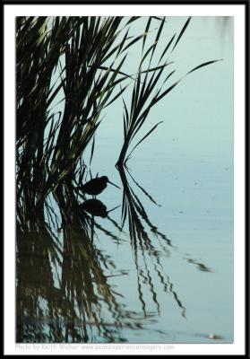 Birds - 0062.JPG