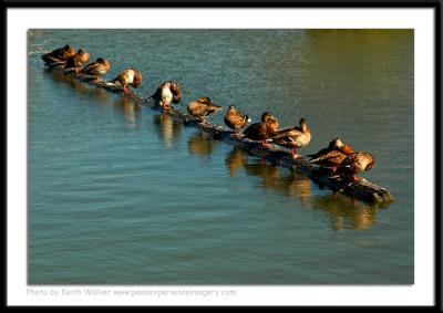 Birds - 0063.JPG