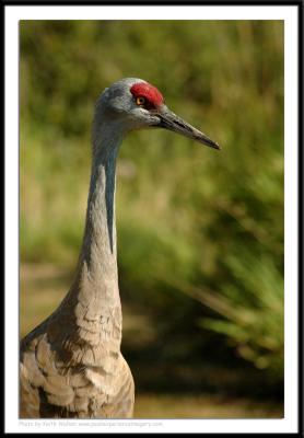 Birds - 0064.JPG
