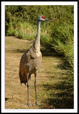 Birds - 0065.JPG