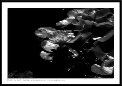 Infrared - 004.JPG