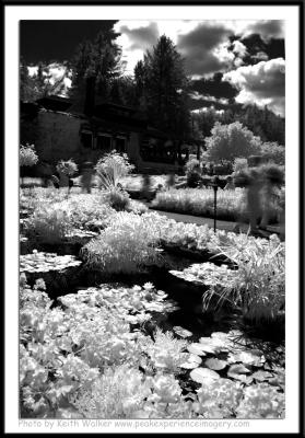 Infrared - 016.JPG