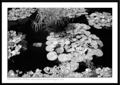 Infrared - 017.JPG