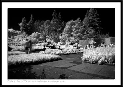 Infrared - 018.JPG