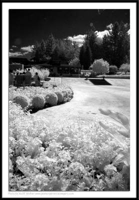 Infrared - 021.JPG