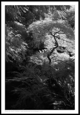 Infrared - 022.JPG